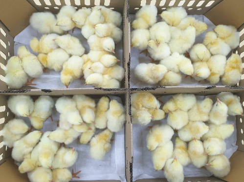 Live animal - Broiler Commercial